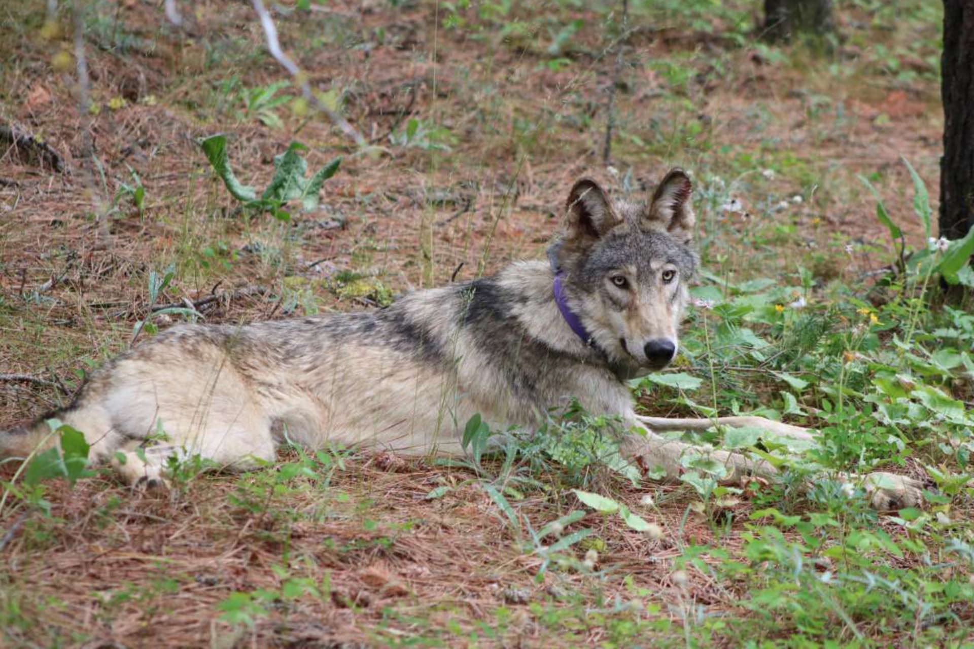 Dvouletý šedý vlk, kterého vědci bedlivě sledovali, ušel více než 1 500 kilometrů. Z amerického státu Oregon se dostal až do Kalifornie.