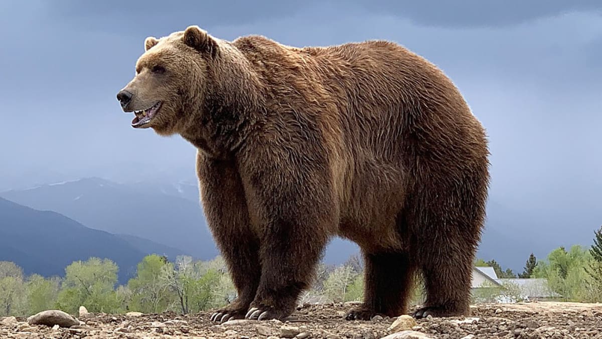 Zemřel slavný medvěd grizzly Bart the Bear II.