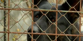 Agresivní psi děsí obyvatele Hodonína. Místní se chtějí bránit peticí
