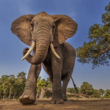 Slon zaútočil v Indii na mladou ženu (Ilustrační fotografie)
