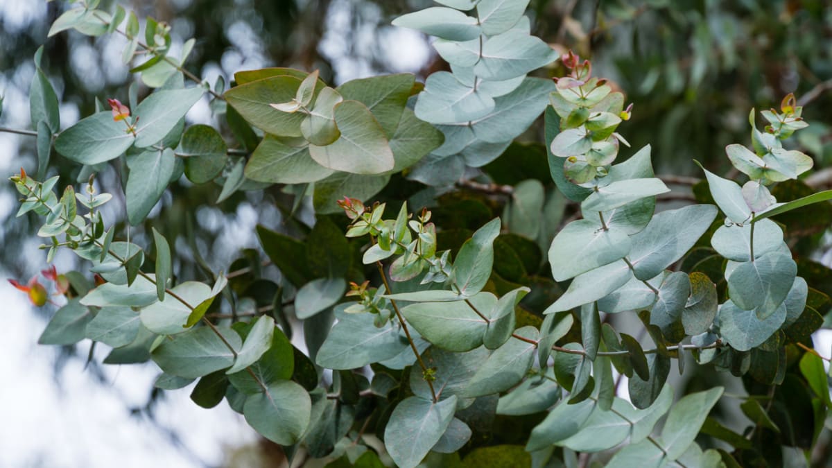 Blahovičník, eukalyptus (Eucalyptus)
