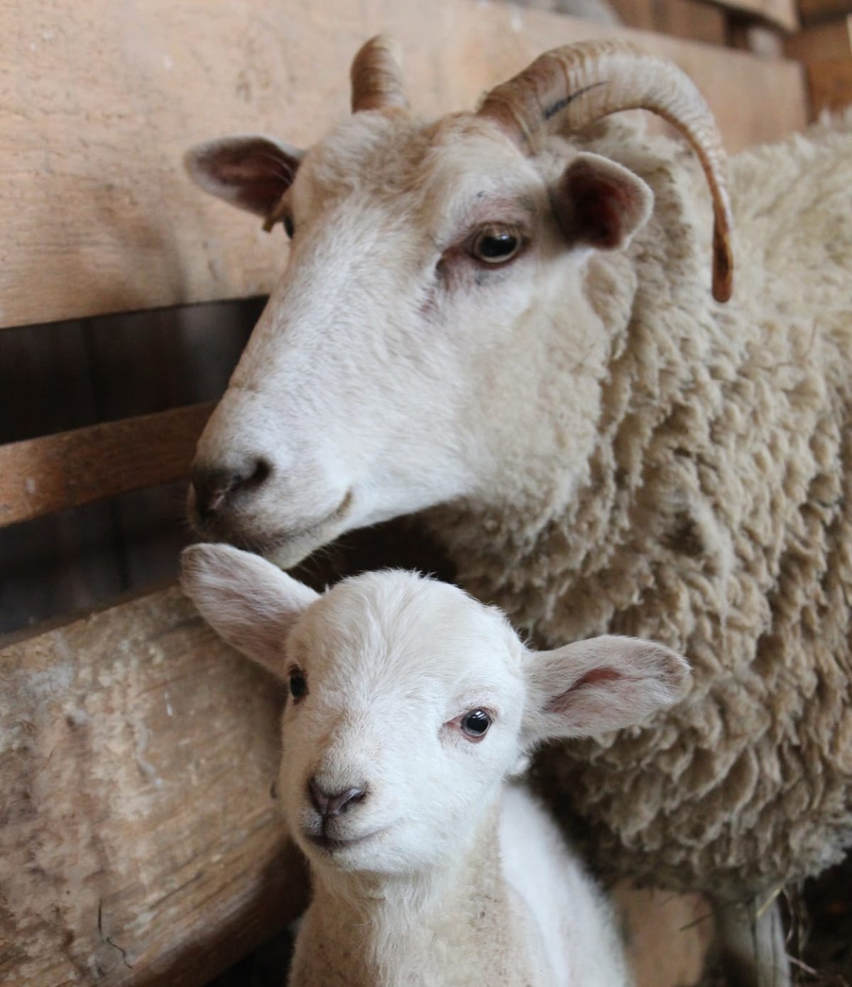 Ovce měly na farmě pomáhat dětem. Po útoku jedné z nich ale zemřela dobrovolnice Kim Taylorová.