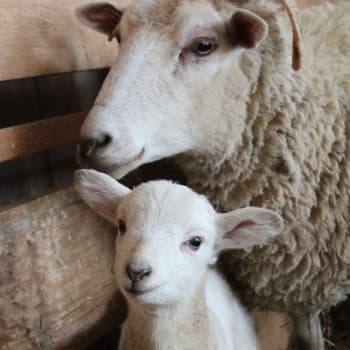 Ovce měly na farmě pomáhat dětem. Po útoku jedné z nich ale zemřela dobrovolnice Kim Taylorová.