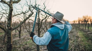Jak v zimě pečovat o ovocné stromy: Prořežte větve a natřete kmeny