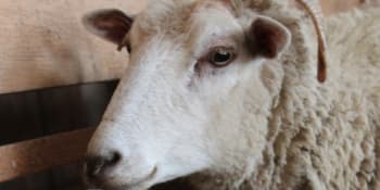 Ovce měly na farmě pomáhat dětem. Po útoku jedné z nich ale zemřela dobrovolnice