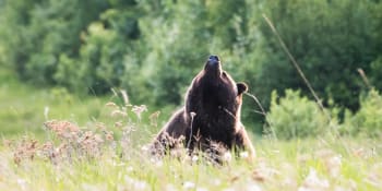 U Brandýsa nad Labem se potuluje medvěd, hlásili lidé. Starostka oznámení nepodceňuje