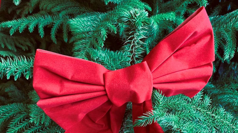 Araukárie je odolný pokojový jehličnan, který nahradí vánoční stromeček