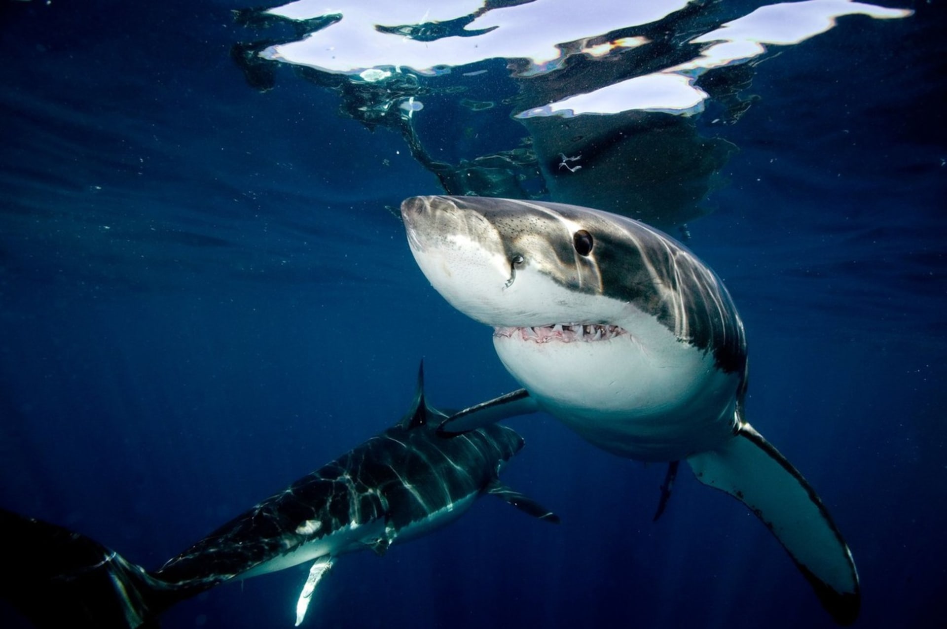 Na pobřeží Queenslandu během dvou týdnů napadl žralok dva lidi. (Ilustrační foto)