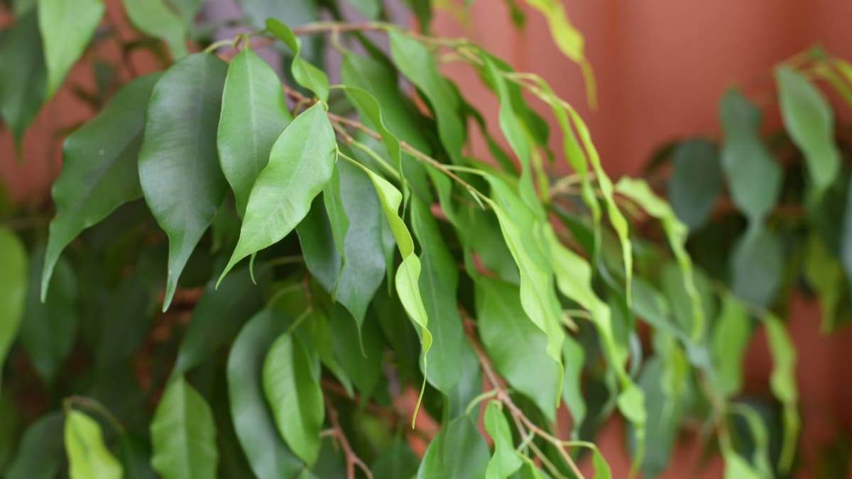 Fíkus drobnolistý (Ficus benjamina)