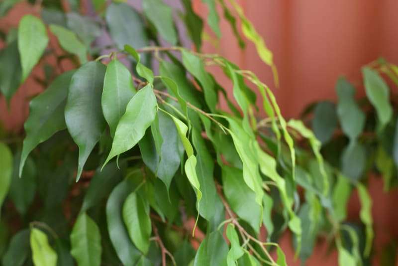 Fíkus drobnolistý (Ficus benjamina)