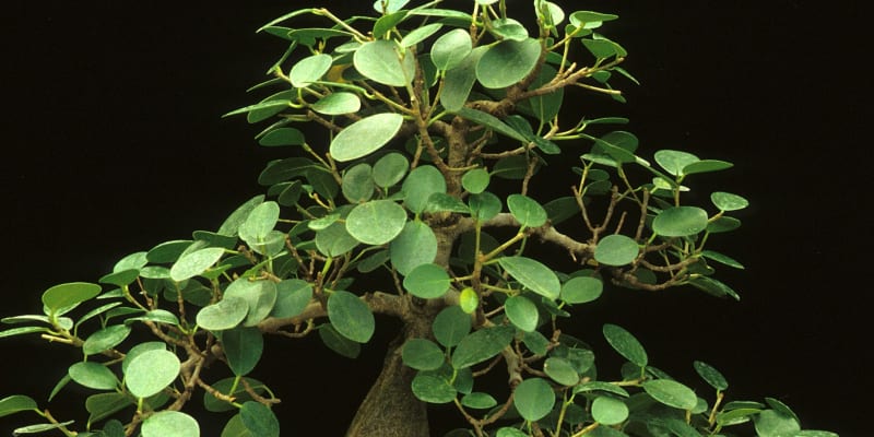 Fíkus bengálský, fíkovník banyán (Ficus benghalensis)