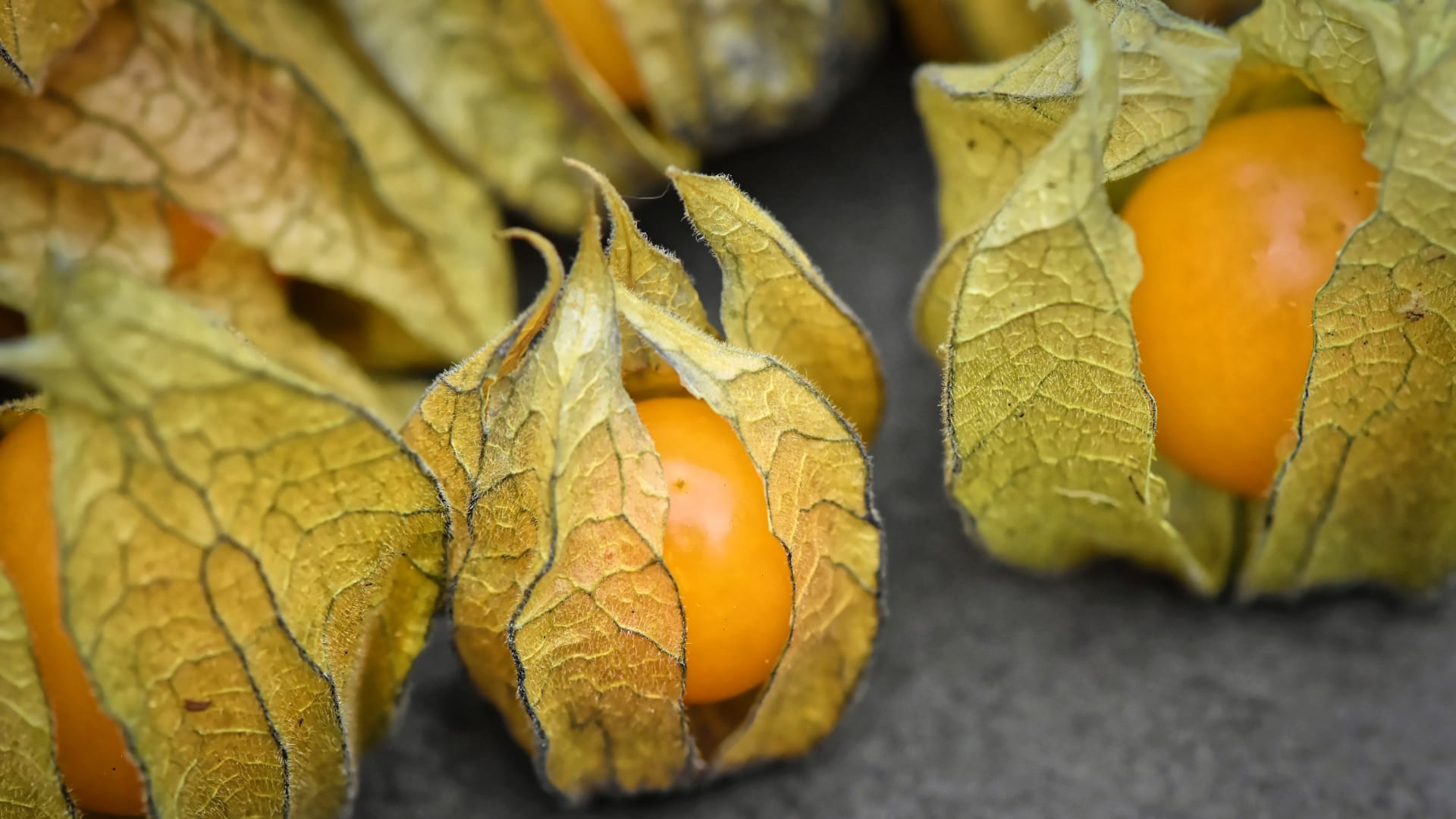 Physalis neboli mochyně peruánská jsou malé oranžové kuličky připomínající cherry rajčátka, schovaná v kalichu lístků