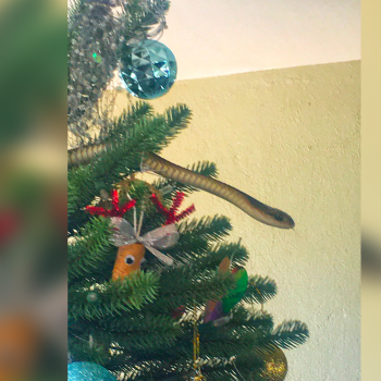 Jedovatý had ve vánočním stromku