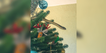 Děsivé sváteční překvapení. Ve vánočním stromku našla rodina prudce jedovatého hada