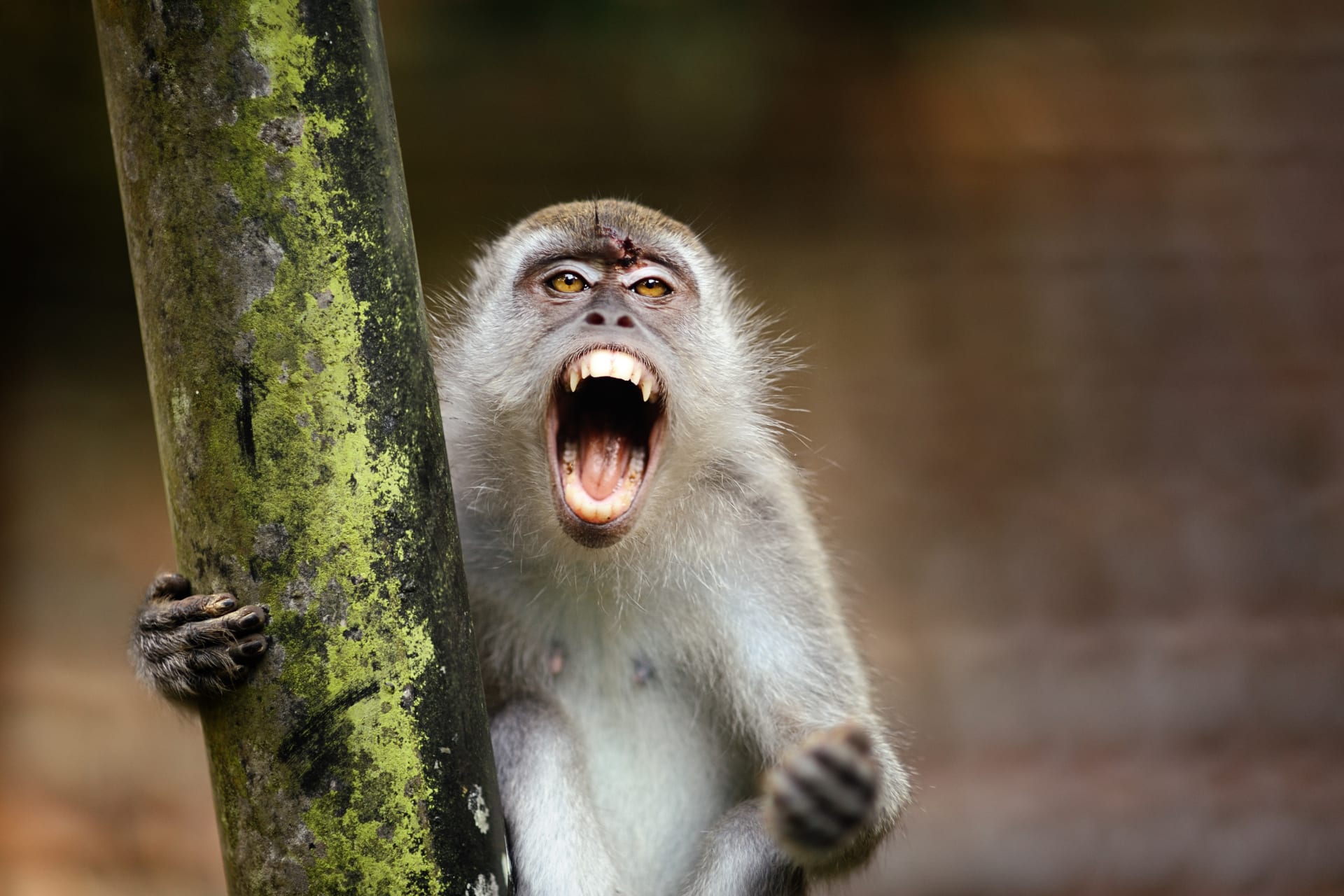 Agresivní opice v indické vesnici zabili už 250 psů.