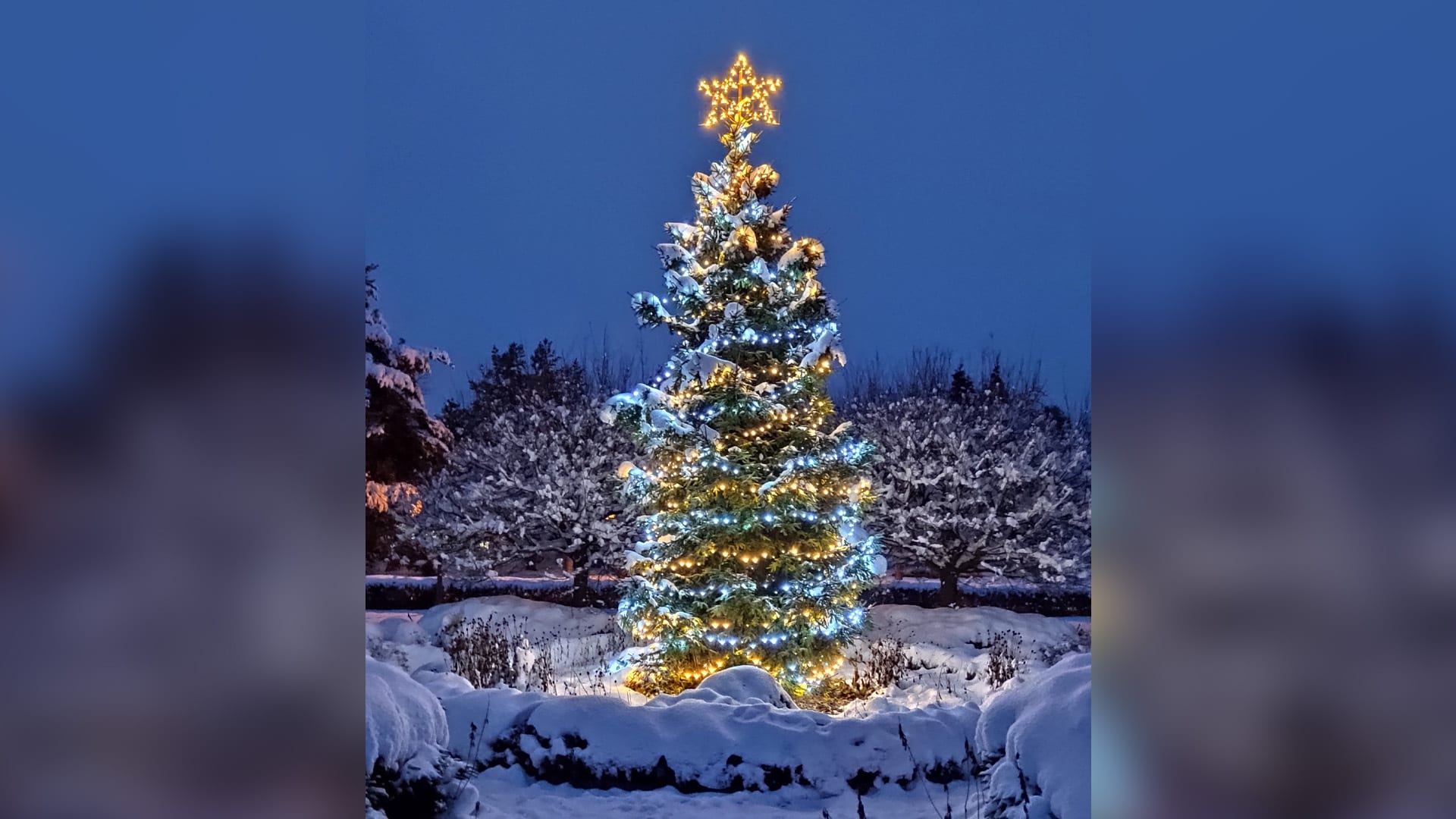 13. Vánoční strom v obci Pikárec.