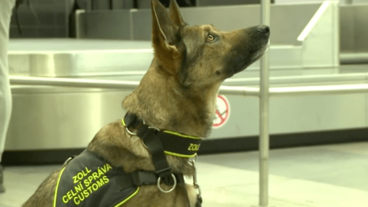 Na pražském letišti celníkům pomáhají speciálně vycvičení psi. Rozpoznají, zda je cestující nakažený covidem.