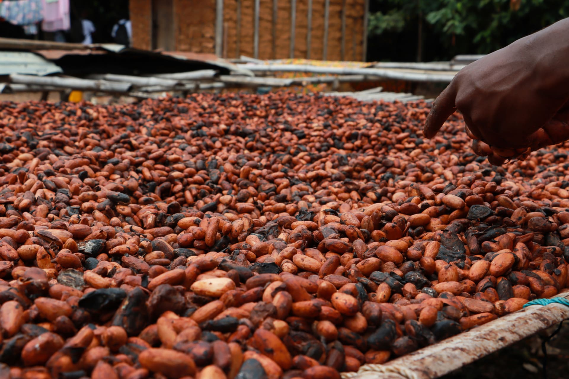 Zpracovávání kakaových bobů