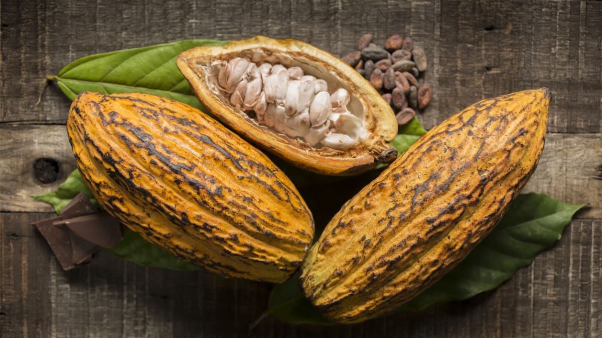 Kakaovník pravý (Theobroma cacao)