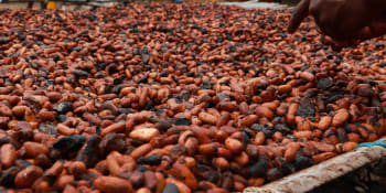 Kakao – pokrm bohů, zdroj zdraví i dobré nálady