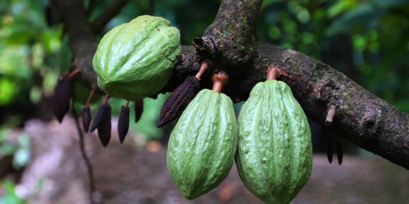 Plody kakaovníku