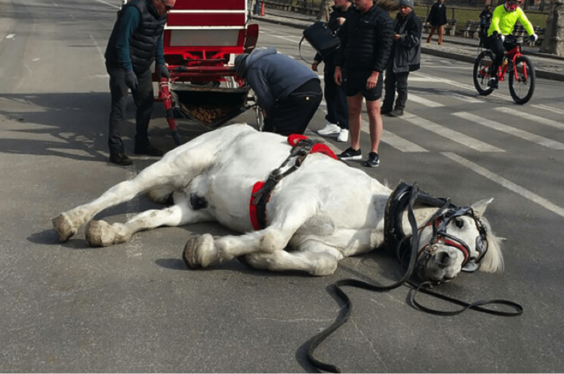 Ochránci zvířat poukazovali i na častá zranění koní.