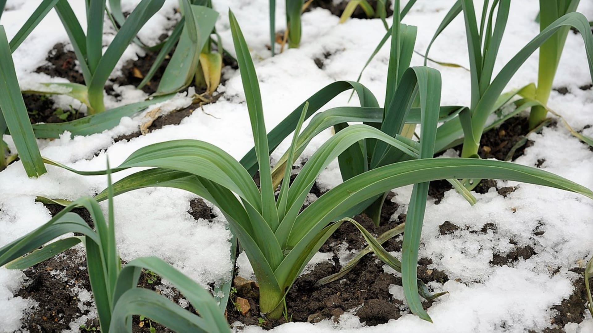 Zimní pór může zůstat v zemi přes zimu, snese i teploty okolo –15 °C