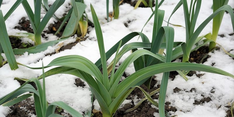 Zimní pór může zůstat v zemi přes zimu, snese i teploty okolo –15 °C
