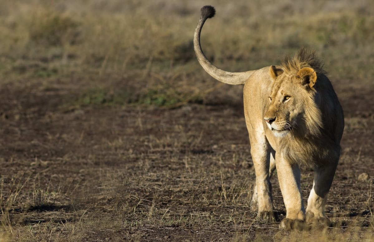 Jihoafrická republika konečně zakáže chov lvů v zajetí pro trofejní lov.