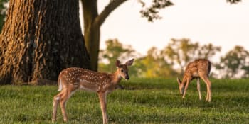 Stane se z Bambiho přenašeč smrtící nemoci? Vědci u jelenů nalezli tři kmeny covidu 