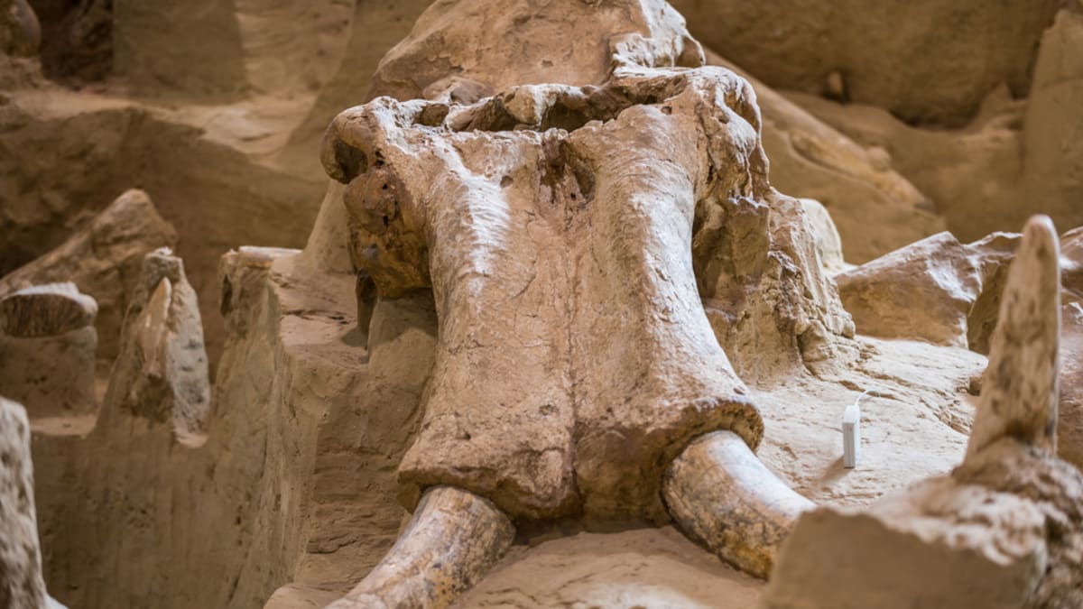Vědci nalezli asi 130 kilometrů západně od Londýna pozůstatky pěti mamutů (ilustrační foto).
