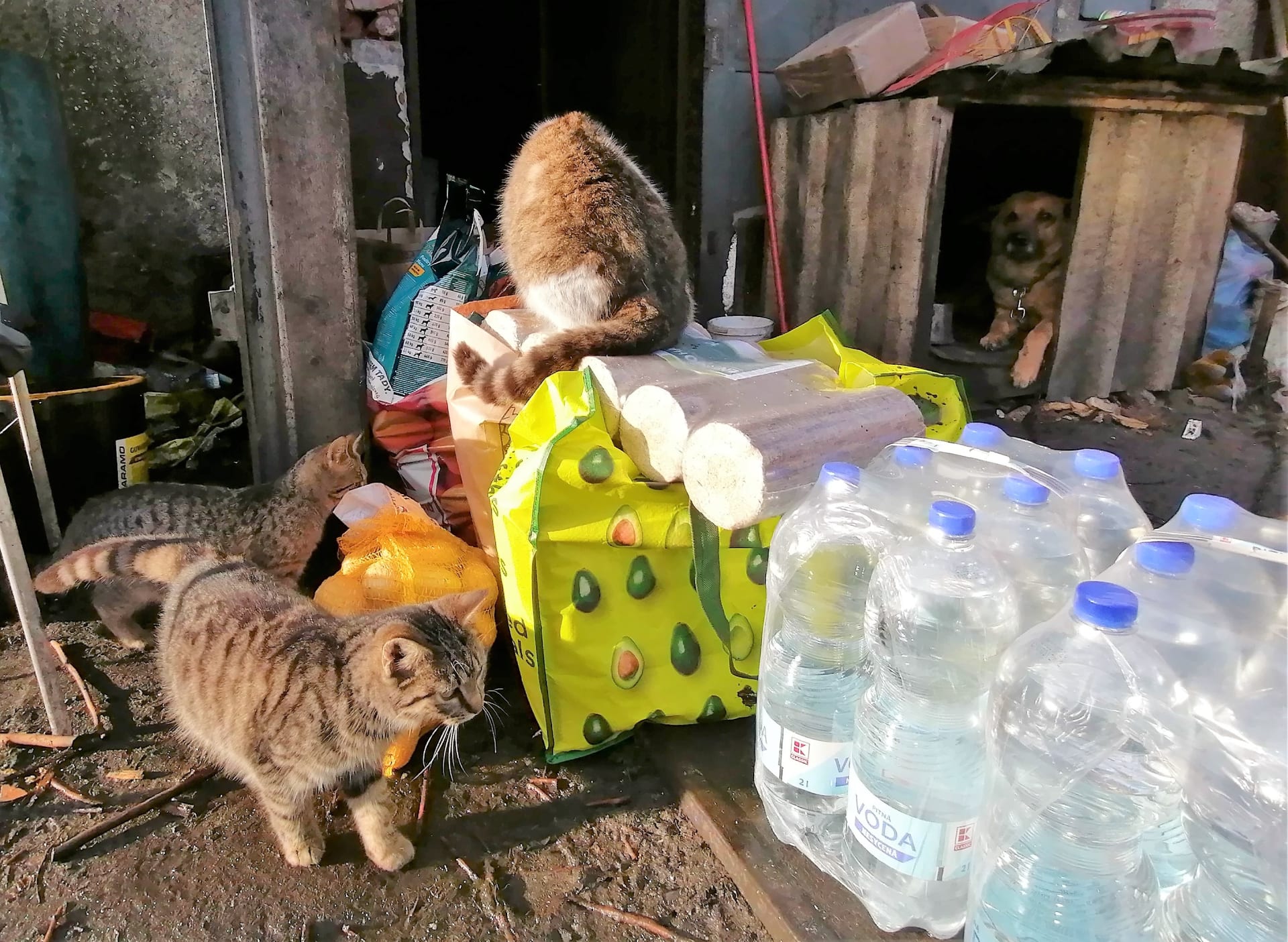 Dagmar Paláková žije v garáži s 11 kočkami, psem a andulkami. Na silvestra jí čtenářky CNN Prima NEWS přivezly krmení po její miláčky. I pitnou vodu, deky, ovoce, konzervy a další potraviny.