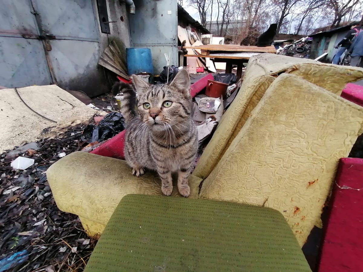 Jedna z koček Dagmar Palákové, která žije v garáži.