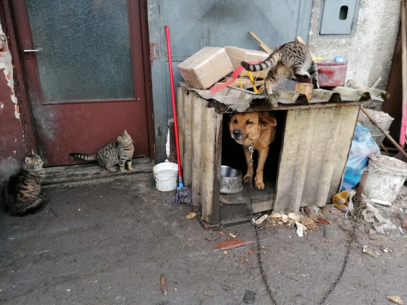 Dagmar Paláková žije v garáži s kočkami i psem Rexem, ten dostal od čtenářek místo řetězu obojek. I prostředky pro ti blechám.
