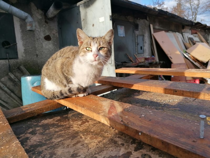 Dagmar Paláková žije v garáži s 11 kočkami. Čtenářky CNN Prima NEWS jim nakoupily žrádlo na několik měsíců a zařídily i veterinární péči.