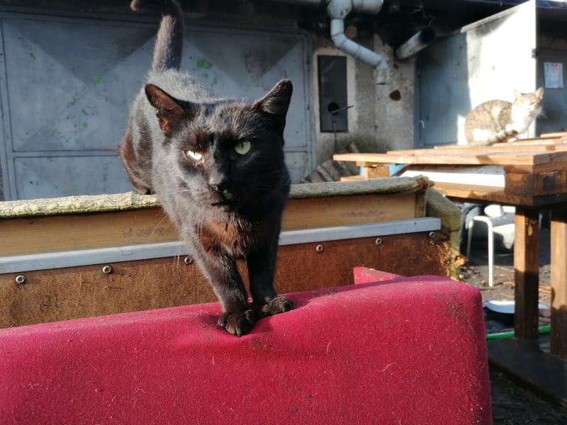 Dagmar Paláková žije v garáži s 11 kočkami. Čtenářky CNN Prima NEWS jim nakoupily žrádlo hned na několik měsíců.