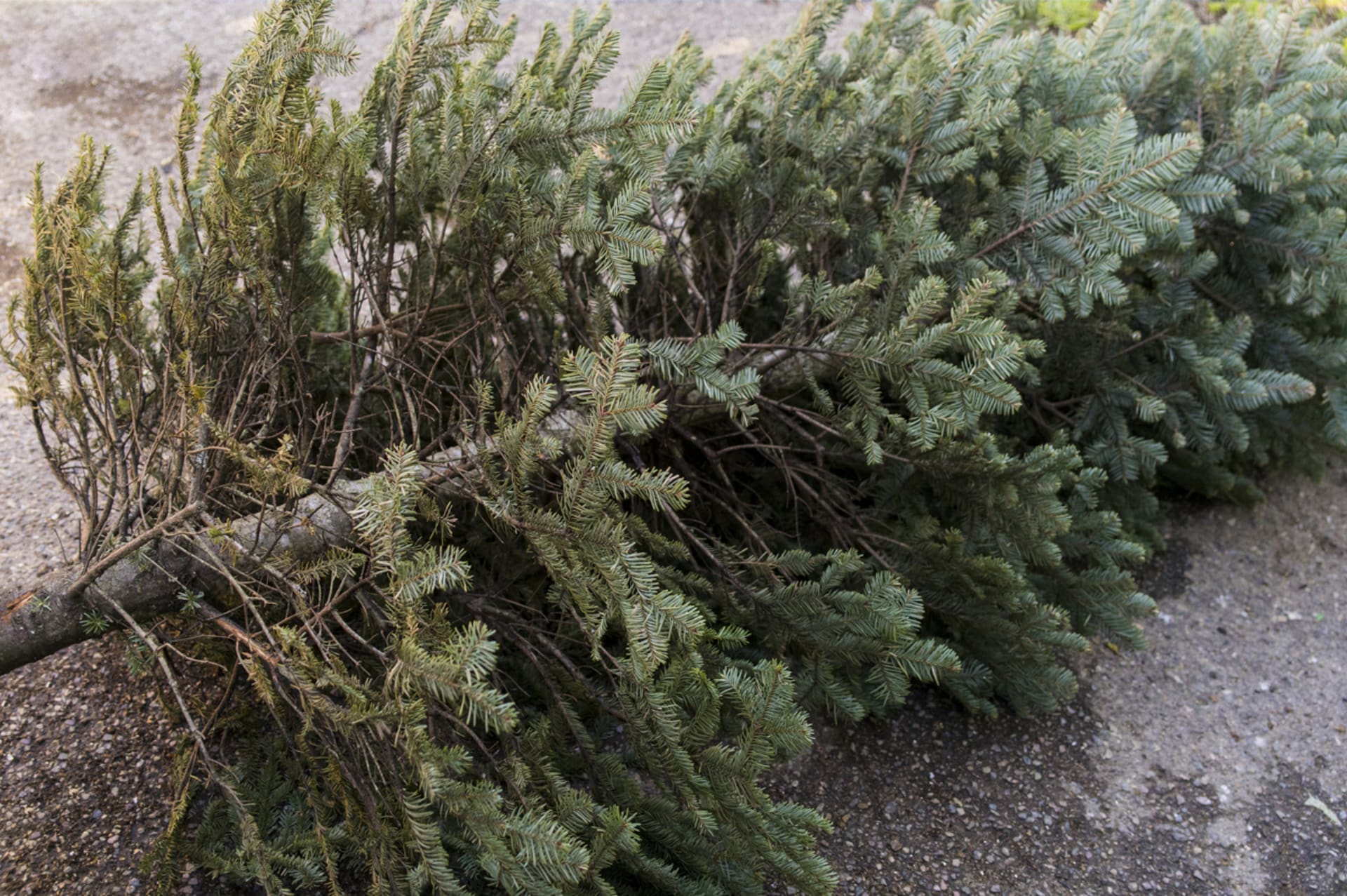 Nenechávejte vánoční stromky jen tak povalovat