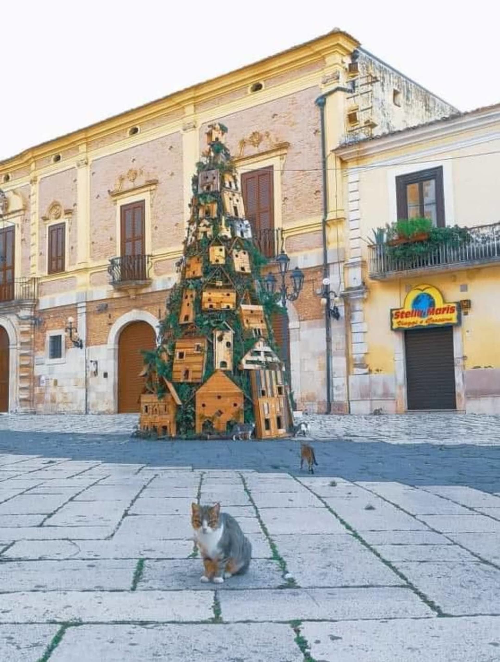 Pouliční kočky se vloni ubytovaly ve vánočním stromu