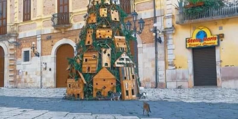 Pouliční kočky se vloni ubytovaly ve vánočním stromu