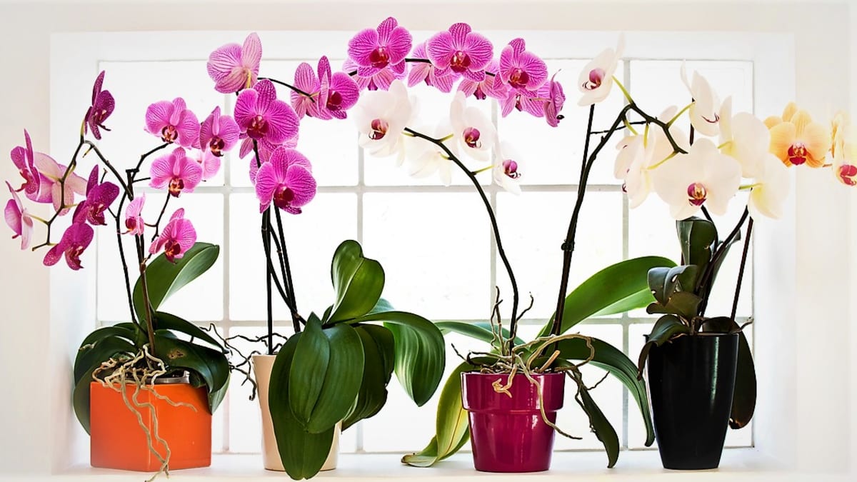 Atraktivní a bohatě kvetoucí orchideje rodu Phalaenopsis, česky můrovec patří k nejodolnějším a nejméně náročným druhům orchidejí.