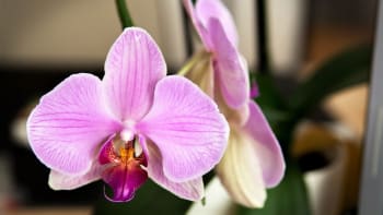 5 rad pro začátečníky, jak pěstovat orchideje Phalaenopsis. Dopřejte jim česnekovou kúru