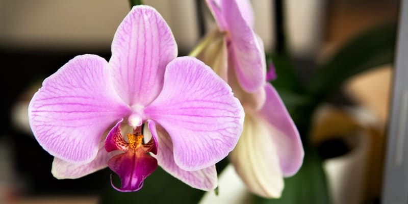 Orchidej je královnou exotických květin a již pouhé vyslovení jejího jména vyvolává představu křehkých květů neskutečné krásy