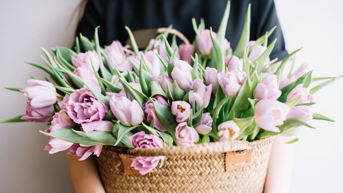 Udělejte si radost řezanými tulipány