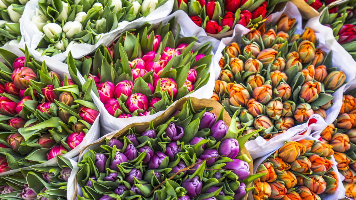 Bohatá nabídka řezaných tulipánů