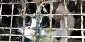 Dánové v šoku: Ochránci odhalili stovky zvířat na nelegální kožešinové farmě