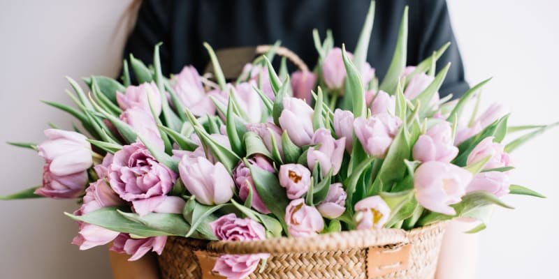 Udělejte radost řezanými tulipány.