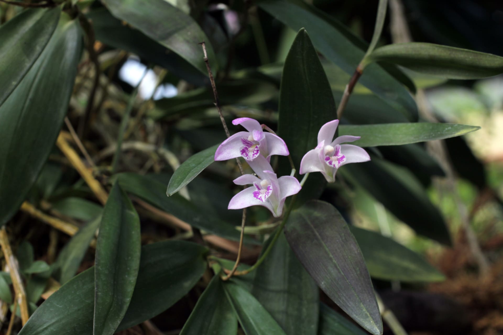 Skalní orchidej (Dendrobium kingianum)