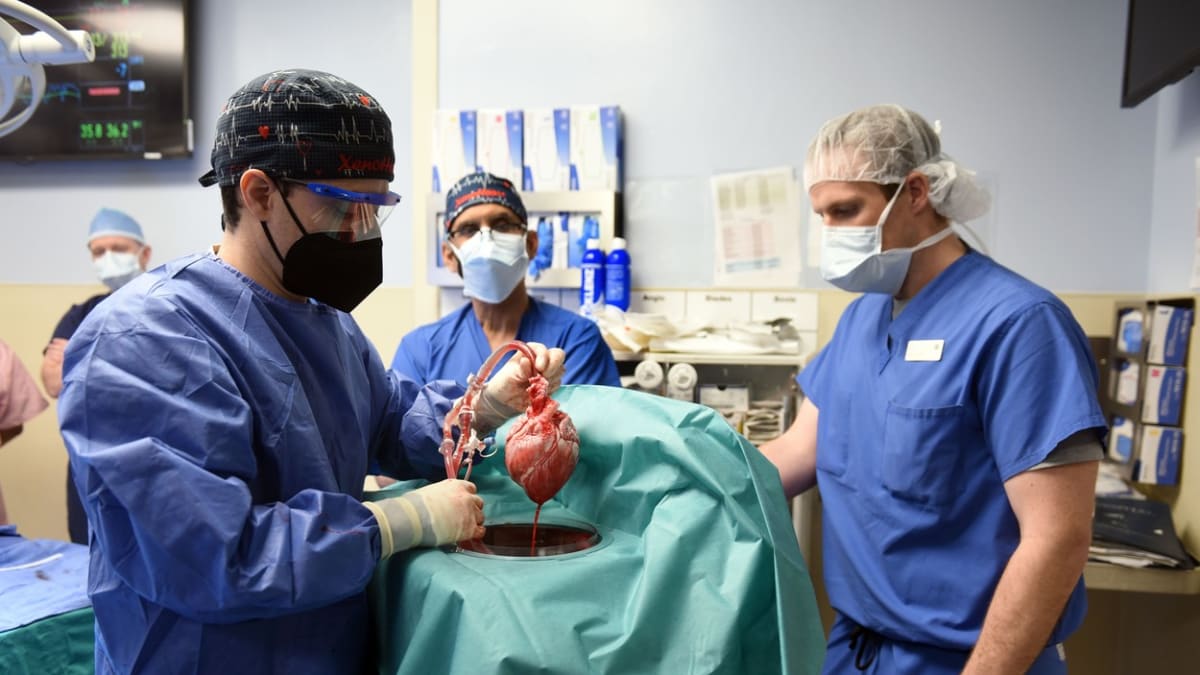 Srdce z geneticky modifikovaného prasete transplantovali američtí lékaři pacientovi, aby mu zachránili život. Po dvou měsících zemřel.