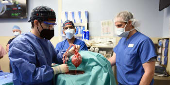 U muže po transplantaci prasečího srdce byl objeven zvířecí virus. Mohl být příčinou smrti