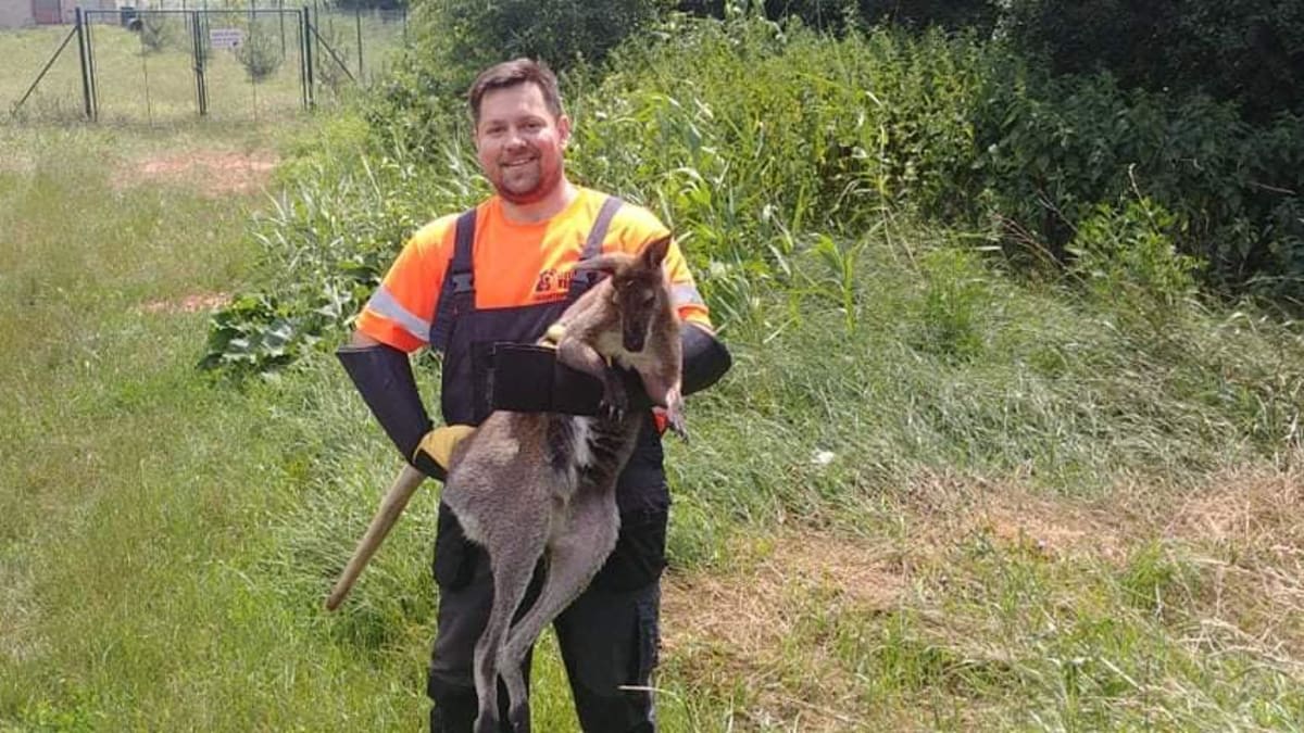 Marek Blaško s odchyceným klokanem, který utekl chovateli po tornádu na Hodonínsku.